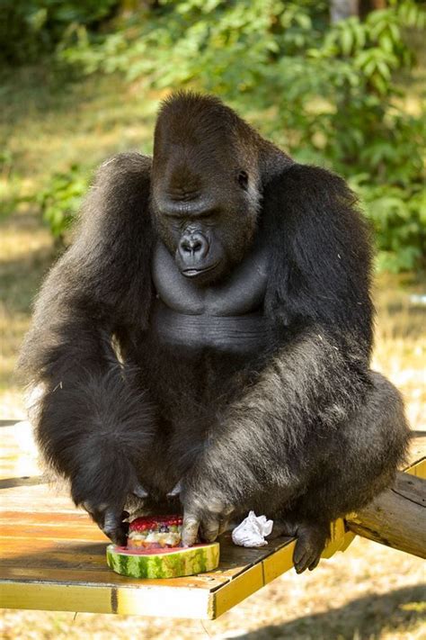 silverback djumbah nyiregyhaza sosto zoo monkeys funny silverback gorilla mountain gorilla