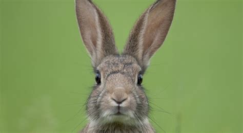 rabbit show cancelled due  deadly virus