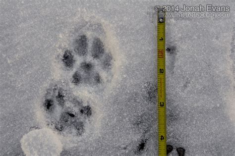 identifying animal tracks  snow  common backyard species