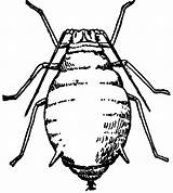Louse Lice Aphids Clipground sketch template