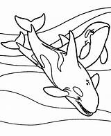 Coloring Orca Fish Pages Topcoloringpages Printable Children sketch template