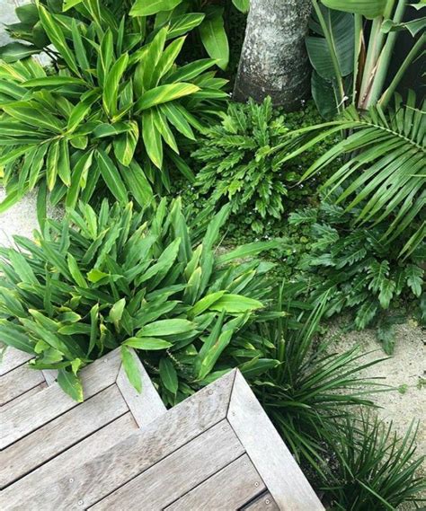 small tropical gardens tropical plants byron bay yard landscaping