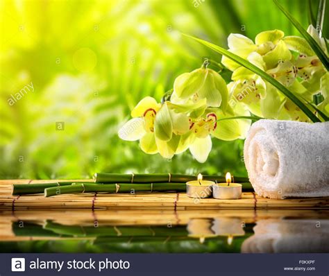 bamboo orchid  res stock photography  images alamy