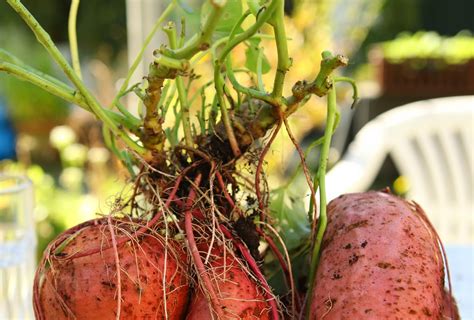 zoete aardappel kweken met behulp van stekjes  green
