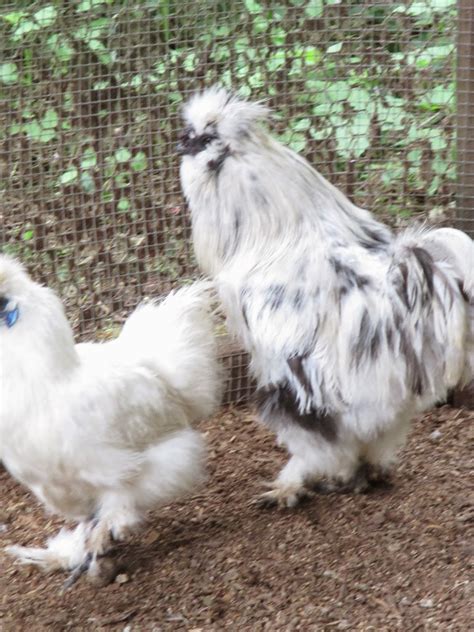 chickens paint silkies  attempt  breed
