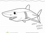 Shark Mako Coloring Color Pages Sharks 220px 73kb Visit sketch template