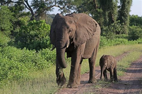 African Bush Elephant Wikipedia