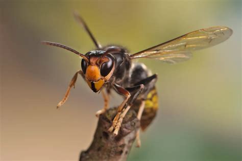 eyes peeled  asian hornets   protect isle  wight bees  pollinators updated