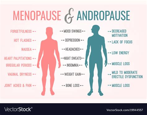 Menopause And Andropause Royalty Free Vector Image