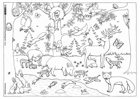 hibernating animals coloring pages unique  als  natur wald tiere forat coloring pages