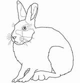 Hare Arctic Coloring Pages Hares Crafts Animals Drawing Polar Categories sketch template