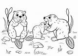 Coloring Pages Family Animals Animal Beaver Outline Printable Vector Cute Nature Kids Families Forest Wild Cartoon Background Book 30seconds Drawing sketch template