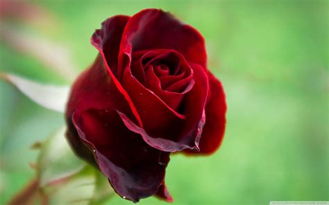 beautiful red roses roses photo  fanpop