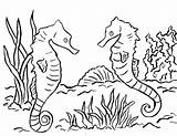 Seahorse Coloring Pages Printable Kids Print Adults Cute Realistic Drawing Sea Horse Bell Seahorses Color Template Getdrawings Ariana Ocean Baby sketch template