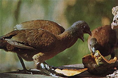 trinidad tobago national birds
