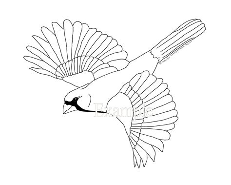 cardinal  flight coloring page digital artwork  instant etsy