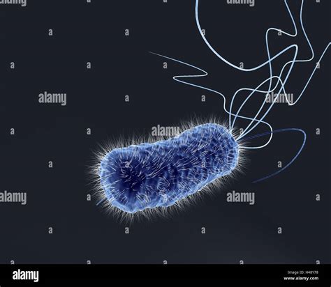la bacteria intestinal  coli graficos por ordenador grabacion de