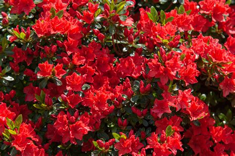 red flowering plants     garden