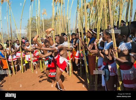 las niñas swazi llevando cañas desfile en umhlanga reed dance festival