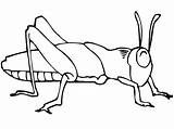 Grasshopper Coloring Insect Drawing Realistic Pages Line Getdrawings Kids Bugs Drawings sketch template