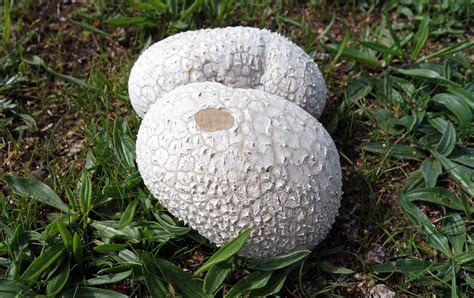 puffball paradise ray cannons nature notes