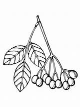 Elderberry Coloring Pages Branch Printable Berries Clipart Supercoloring Categories sketch template