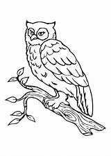 Gufo Coruja Eule Buho Hibou Malvorlage Dibuixos Noturno Ausmalbild Owl Lechuza Educol Buhos Lechuzas sketch template