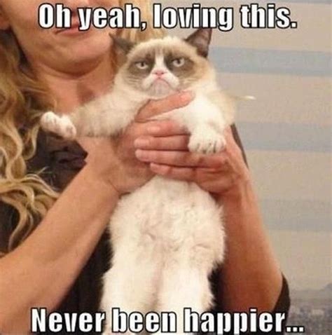 20 Super Duper Cute And Funny Kitty Memes
