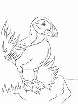 Puffin Coloriage Papageientaucher Ausmalbilder Seabird Ausmalbild Papageitaucher Perroquet Macareux Supercoloring Moine Colorier Puffins Pigeon sketch template