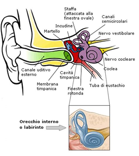 anatomia dellorecchio microtia italia