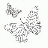 Mariposas Mariposa Pintar Papillons Coloriages Butterflies Dibujospedia sketch template