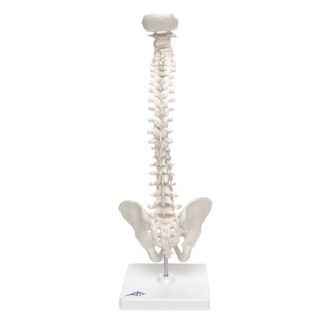 Anatomical Mini Human Spinal Column Model Flexible On Base