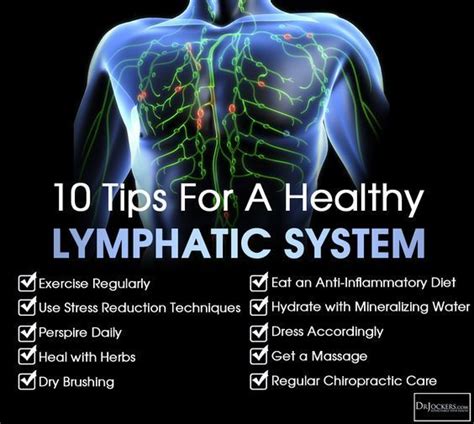 10 ways to improve your lymphatic system healthy lymphatic system lymphatic system health