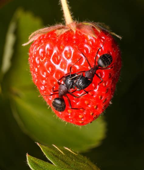 Getting Rid Of Ants On Strawberry Plants Thriftyfun