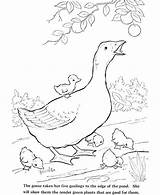 Coloring Pages Animals Farm Pond Animal Realistic Getcolorings Getdrawings sketch template