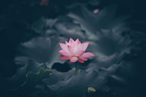 lotus flower bloom body  water hd wallpaper peakpx
