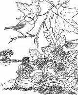 Coloring Pages Bird Beautiful Chickadee Branch Birds Tree Color Sitting Print Colornimbus Adult Patterns Kids Branches Choose Board Template sketch template