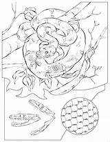 Boa Coloring Emerald Tree Pages Coloringbay sketch template