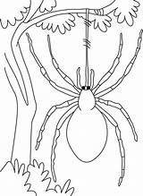 Hang Spiders Drawing Funnel Colorluna sketch template