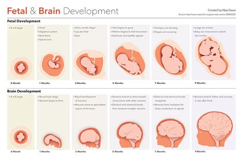 prenatal development fetal development fetus development