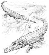Sarcosuchus Kaprosuchus Crocodile Prehistoric Gharial sketch template