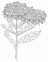 Asclepias Milkweed Butterfly Tuberosa Drawing Toadshade sketch template