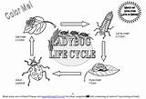 Ladybug Life Cycle Coloring Pages Print Lifecycle Lady Bug Cycles Plant sketch template