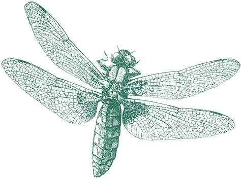 Royalty Free Images Dragonfly The Graphics Fairy