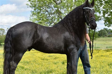proven kfps friesian stallion standing  stud