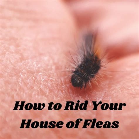 rid  fleas deals save  jlcatjgobmx