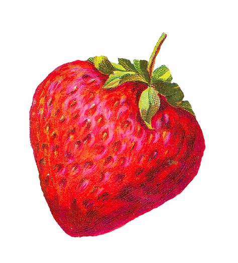 antique images digital strawberry clip art berry fruit illustration downloads