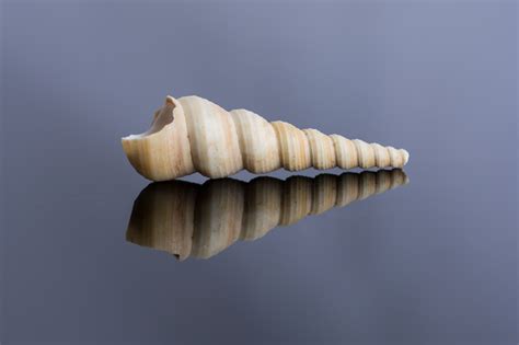 close  photography  life photography acrylic board black acrylics sea shells spiral