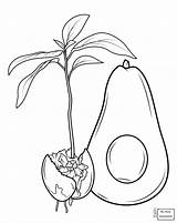 Avocado Coloring Pages Fruits Grows Printable Fruit Drawing Ackee Color Colouring Seed Avocados Print Colorings Jamaican Template Colo Kids Adult sketch template
