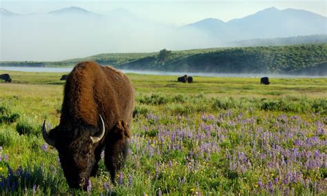 west yellowstone yellowstone national park vacation packages alltrips